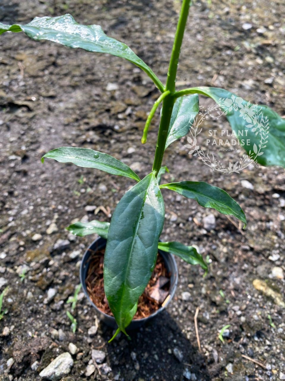 Hoya decipulae