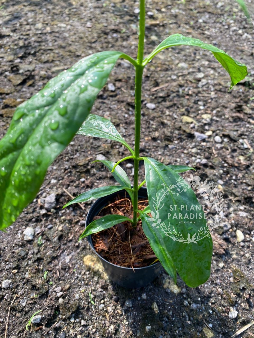 Hoya decipulae