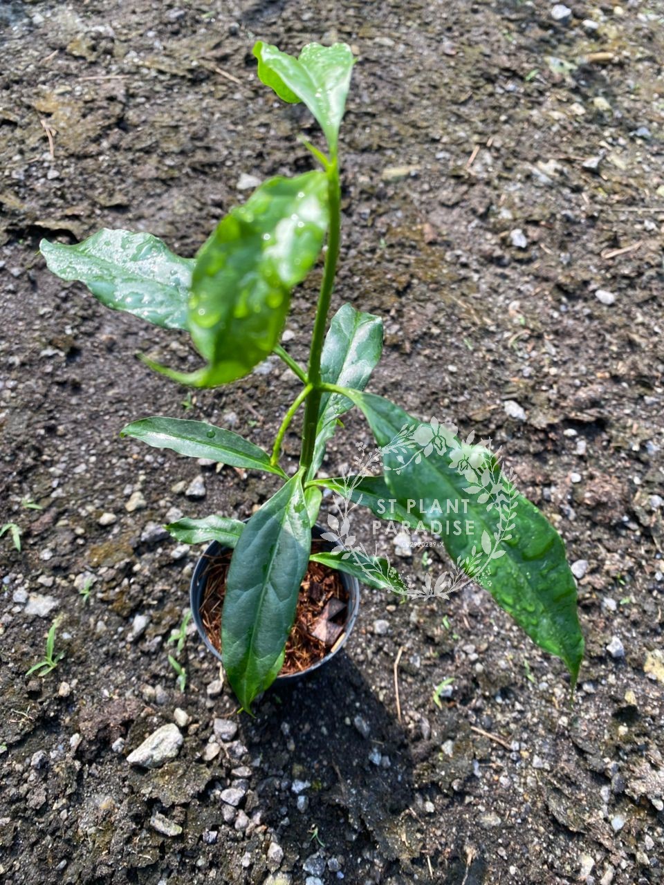 Hoya decipulae