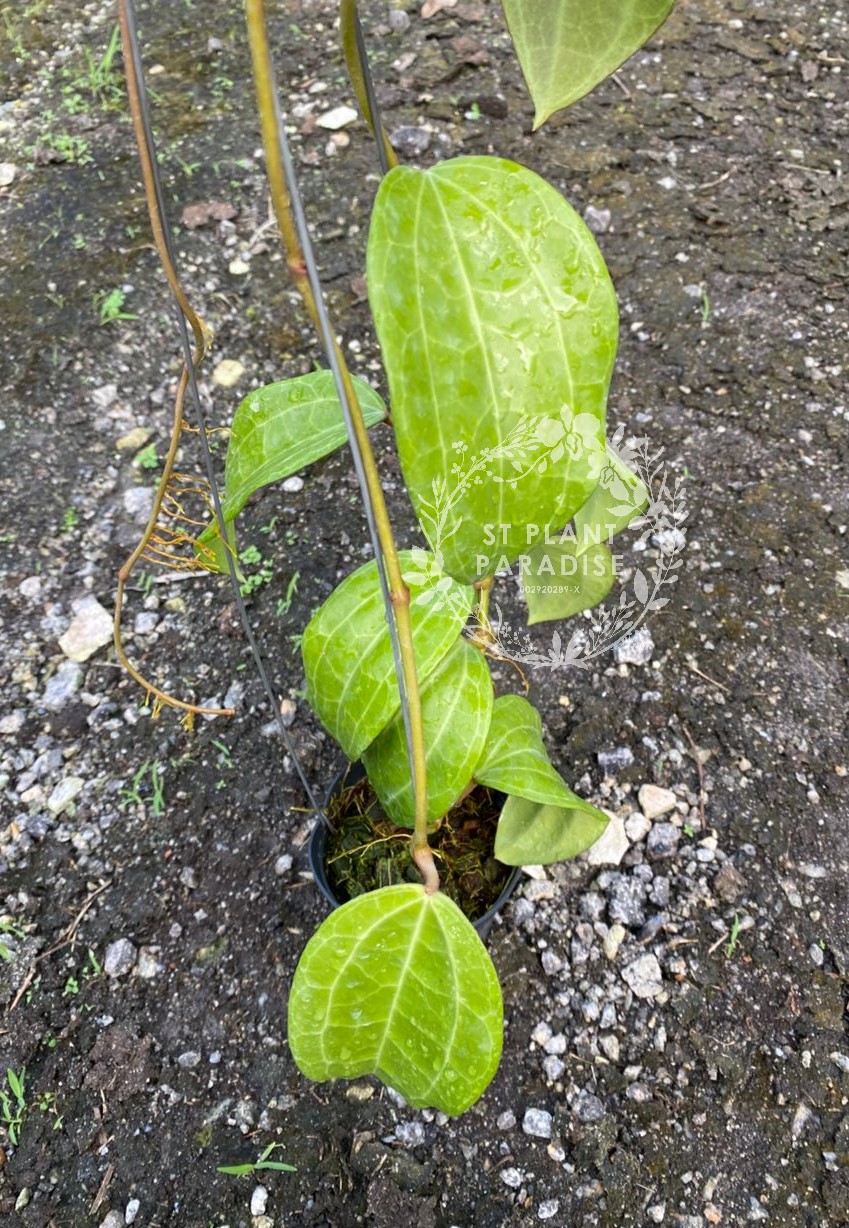 Hoya latifolia var latifolia