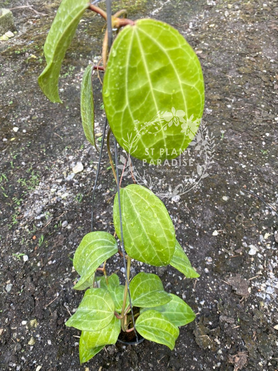 Hoya latifolia var latifolia