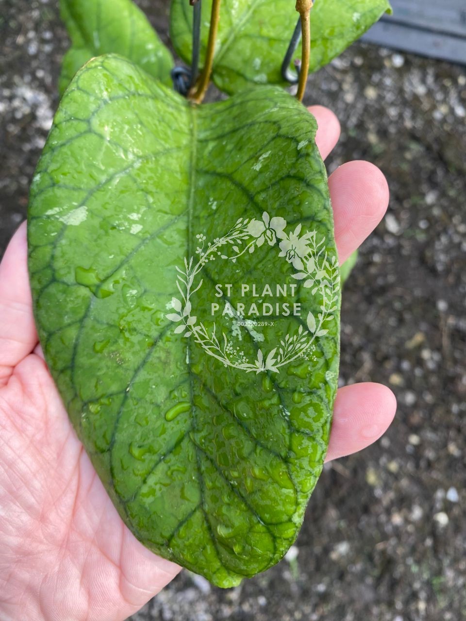 Hoya meredithii