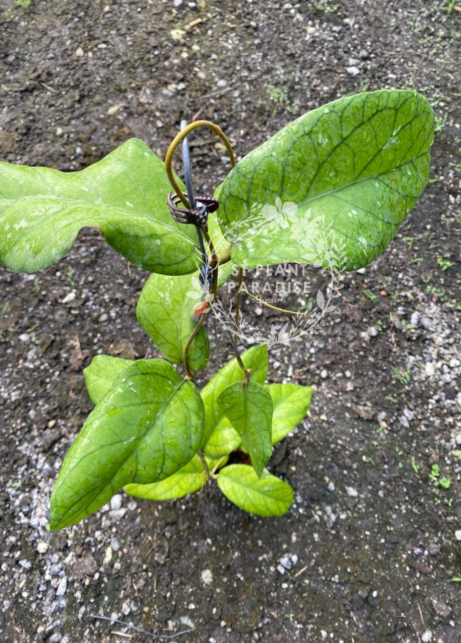 Hoya meredithii