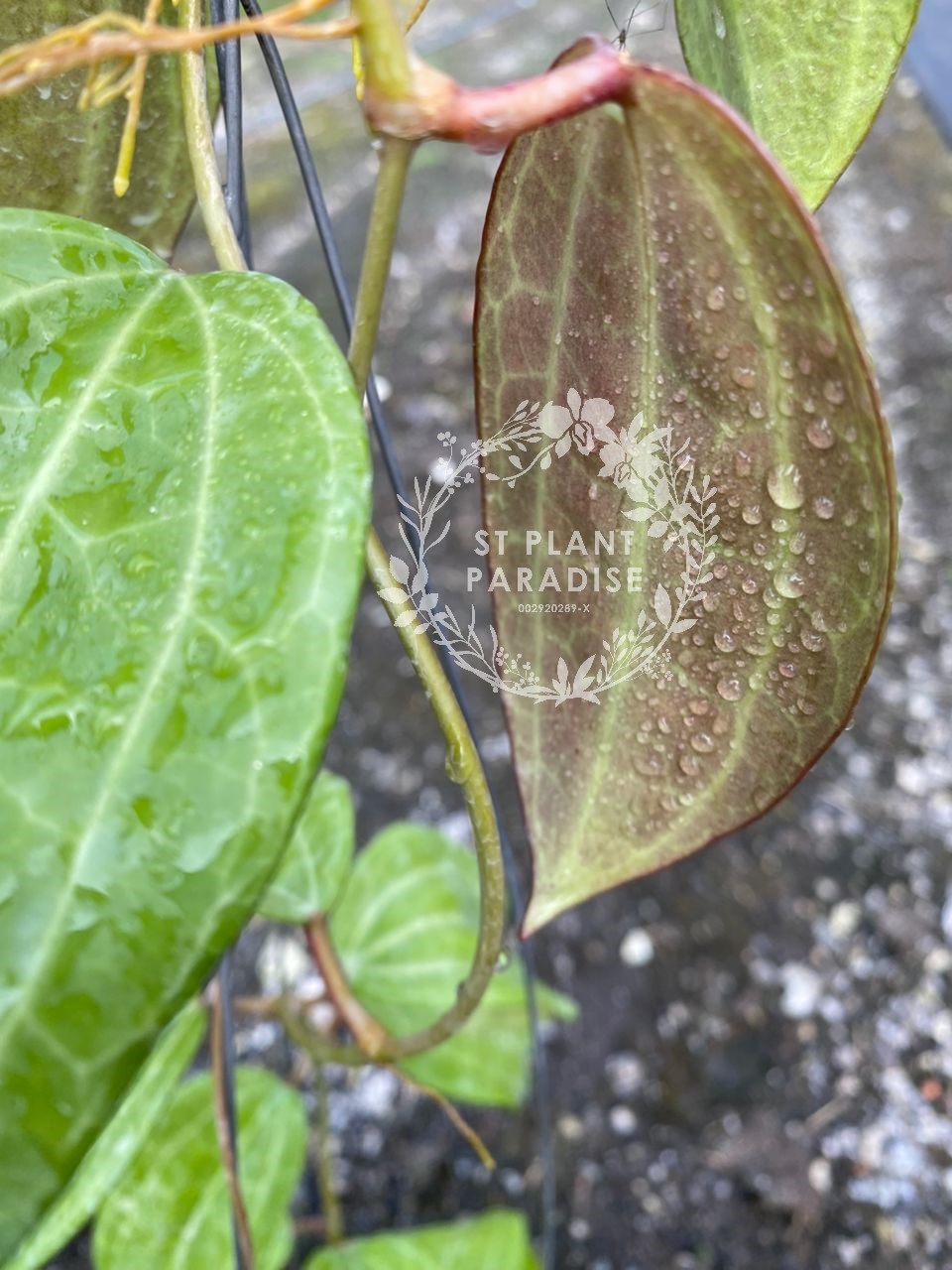 Hoya latifolia var latifolia