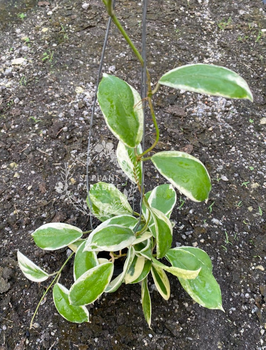 Hoya incrassata albomarginata