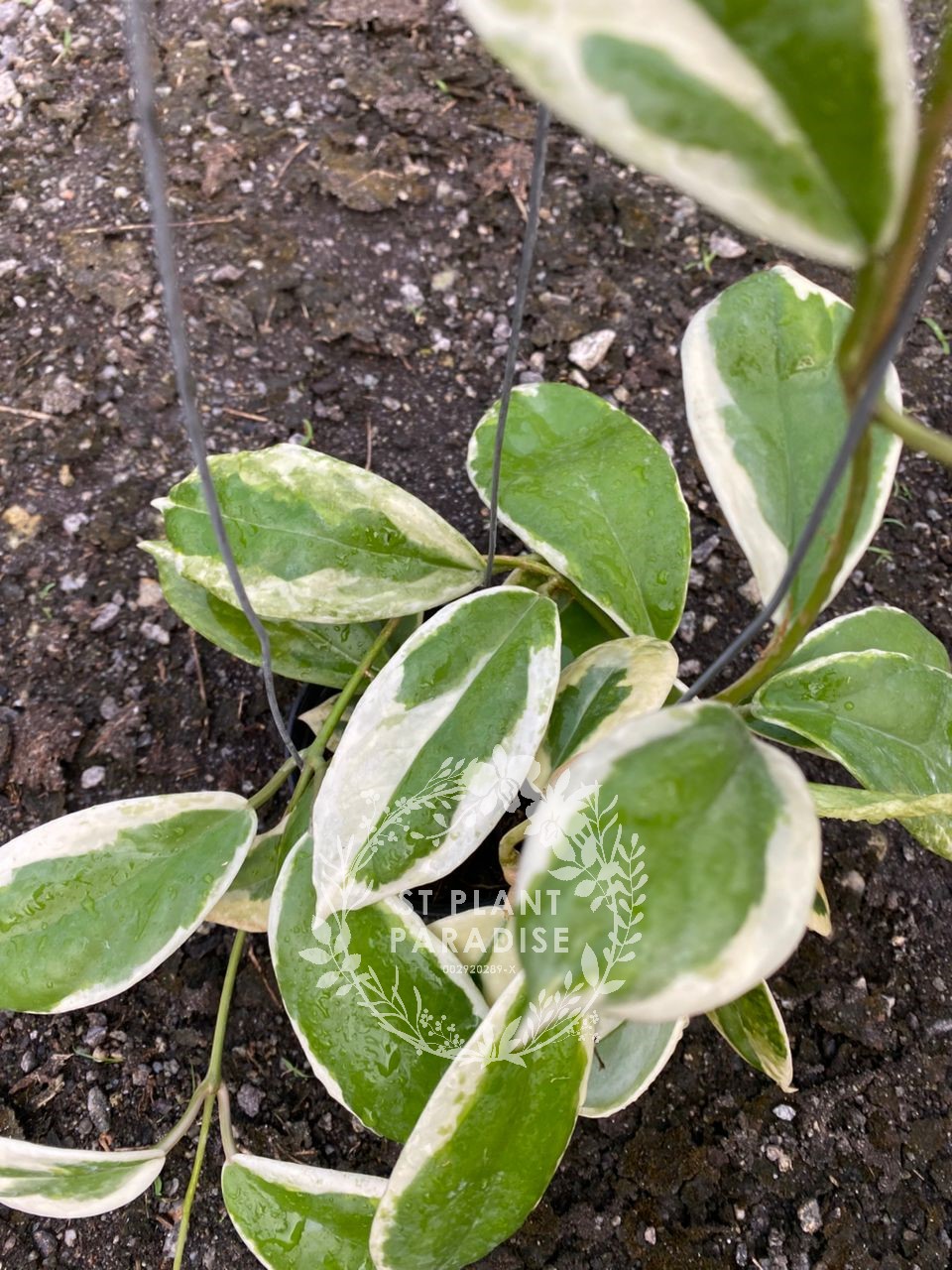 Hoya incrassata albomarginata