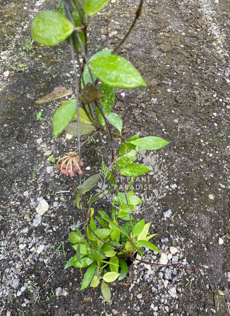 Hoya gracilis (Big plant)