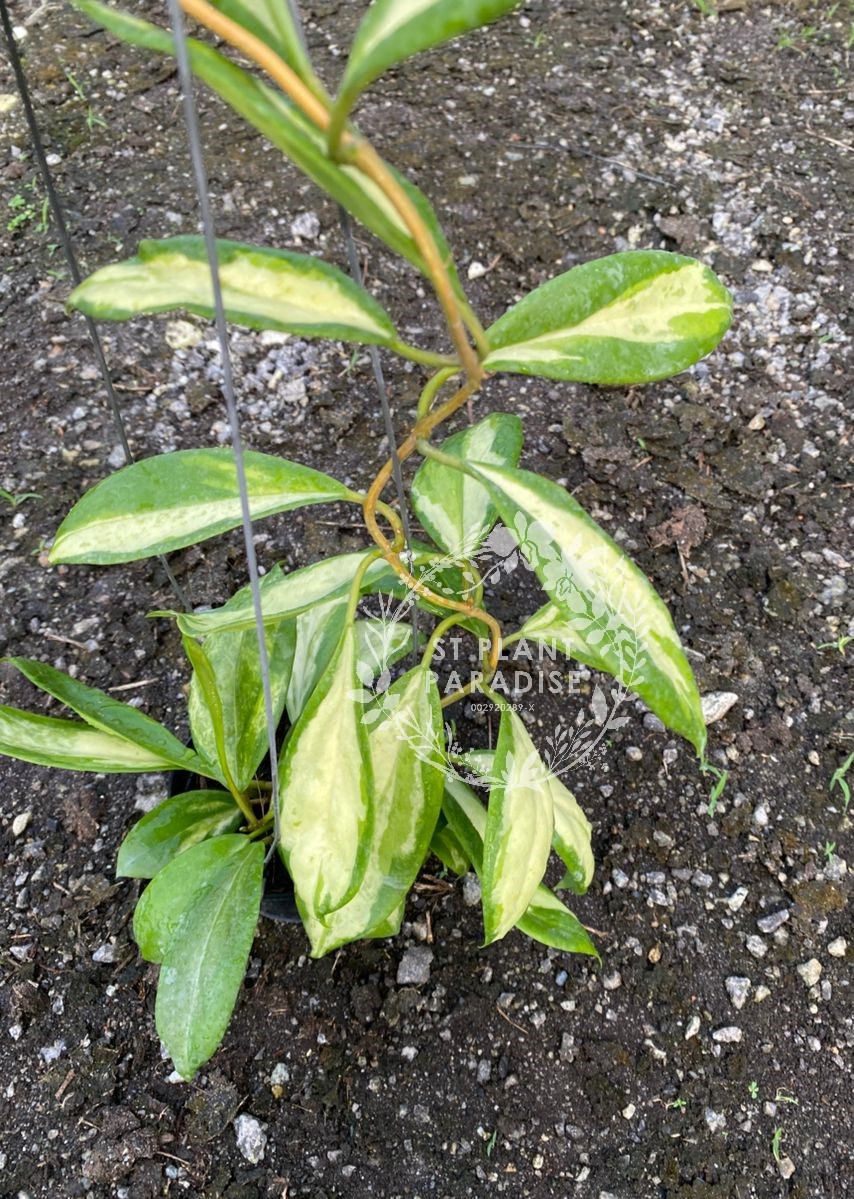 Hoya incrassata inner variegated 
