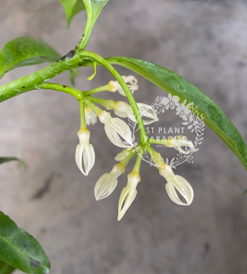Hoya decipulae