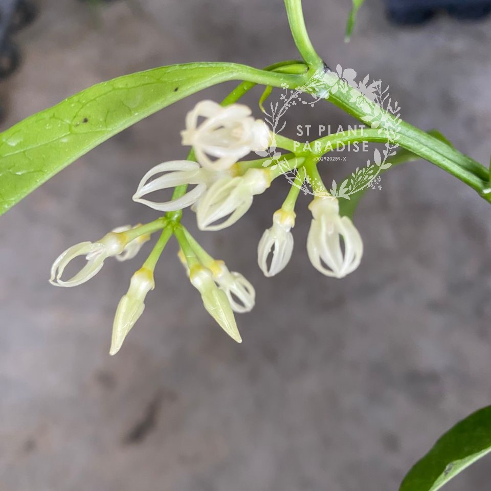 Hoya decipulae