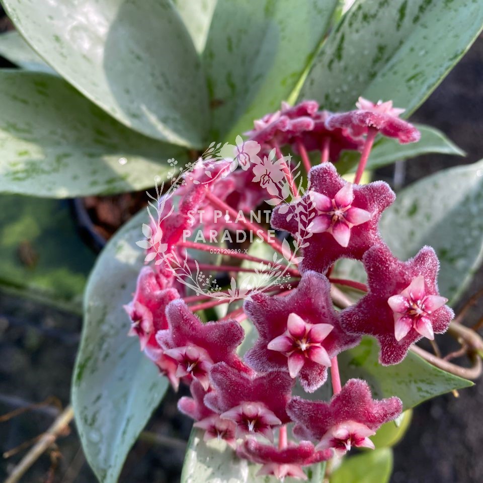 Hoya publicalyx Silver 