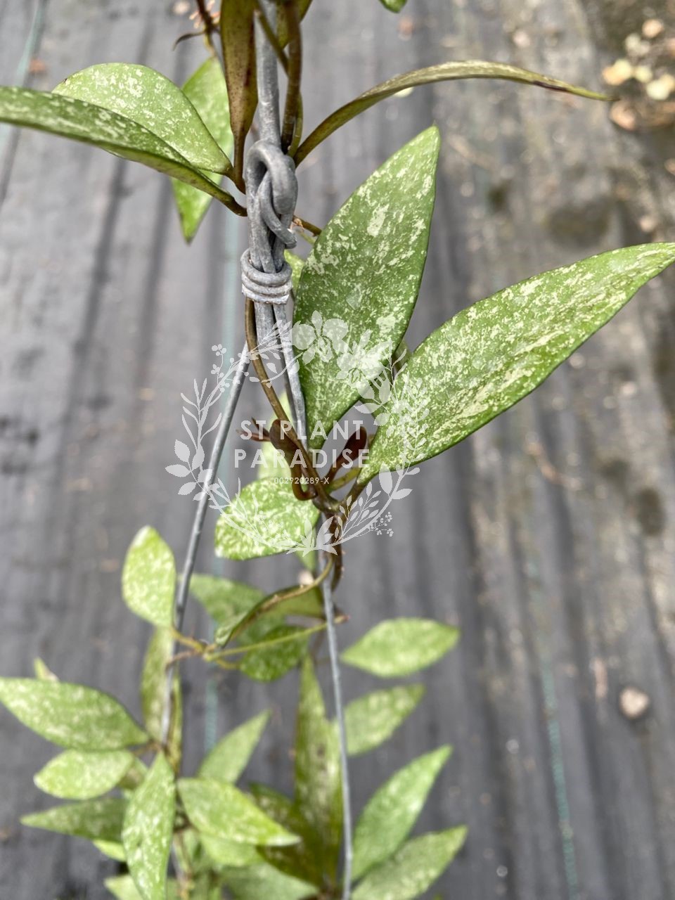 Hoya parviflora 