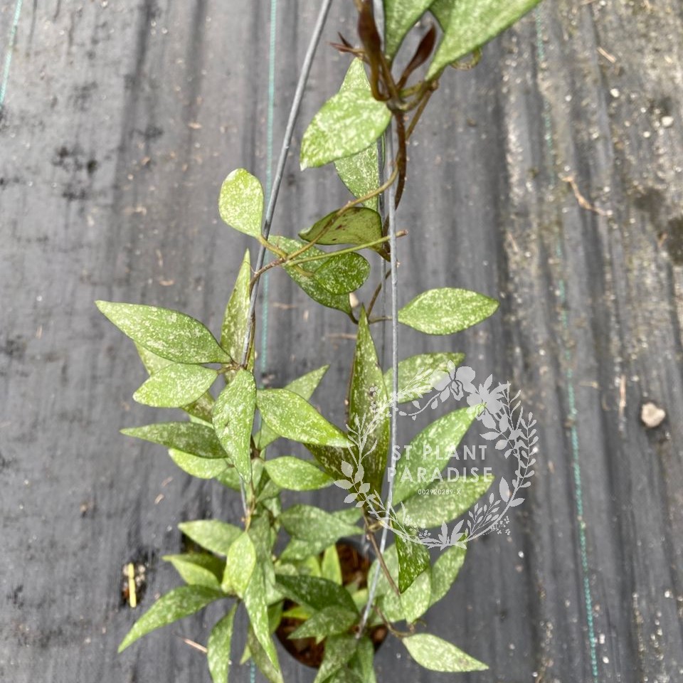 Hoya parviflora 
