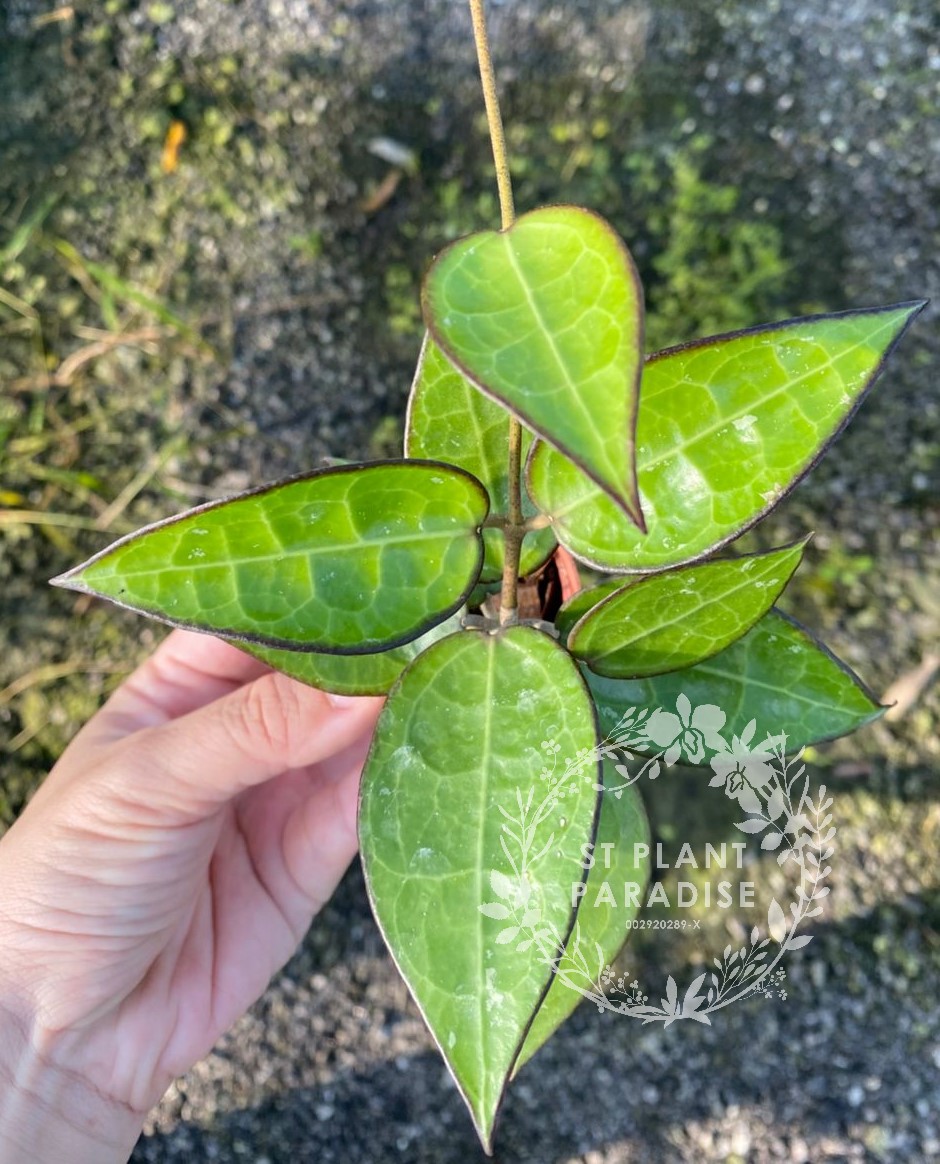 Hoya parasitica Black Margin