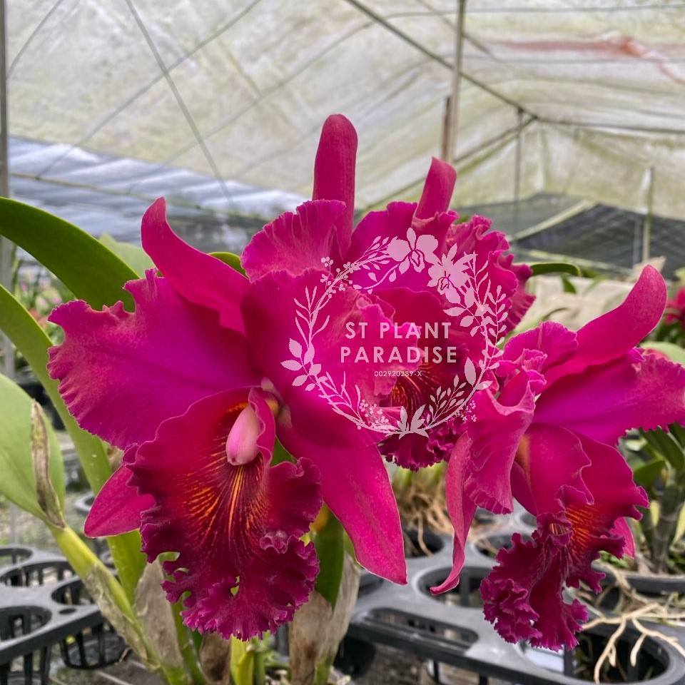 Orchid - Cattleya Rlc. Chia Lin 'New City