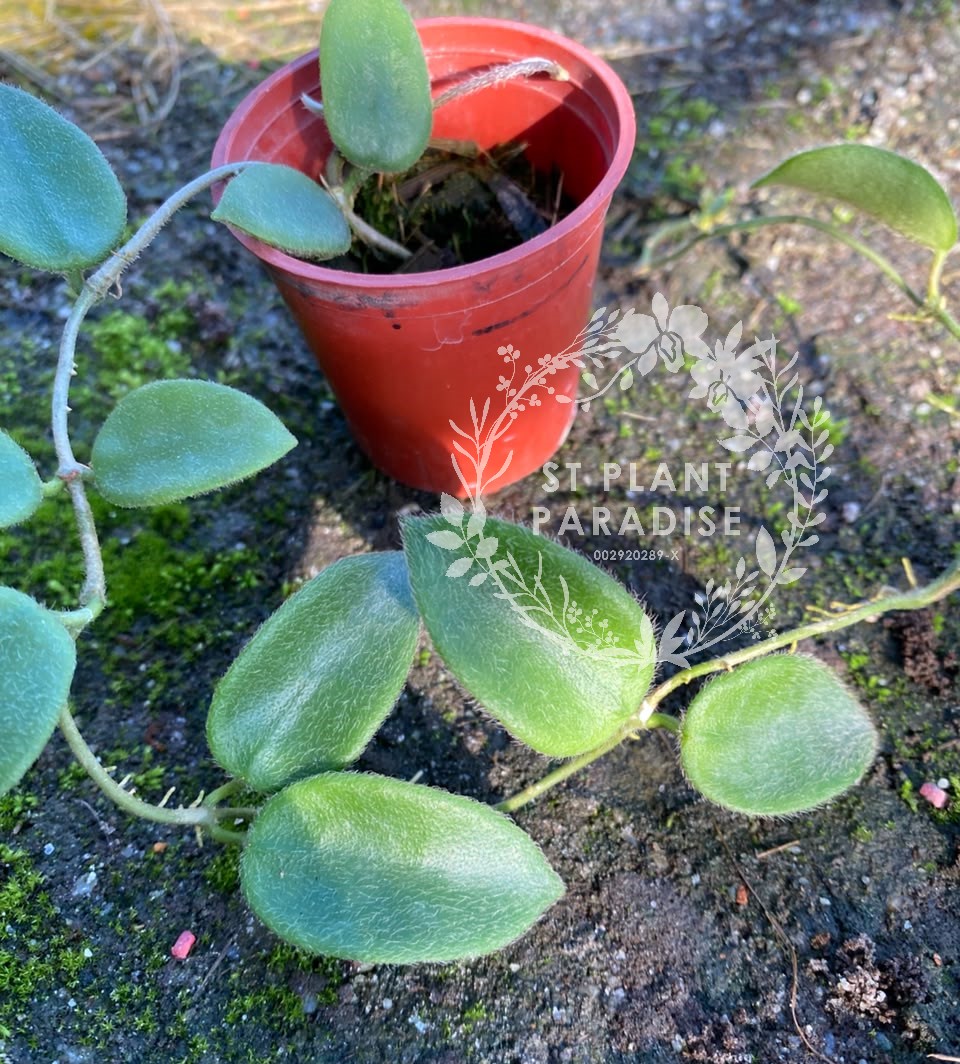 Hoya thomsonii