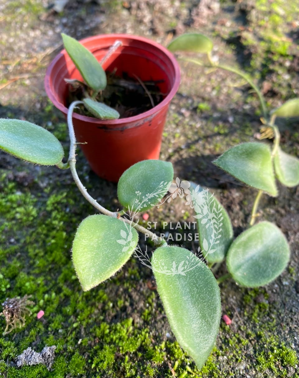 Hoya thomsonii