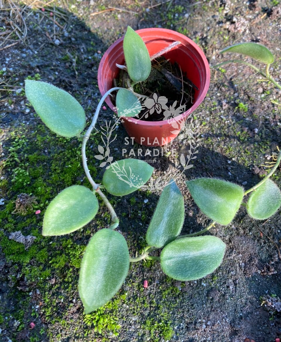 Hoya thomsonii