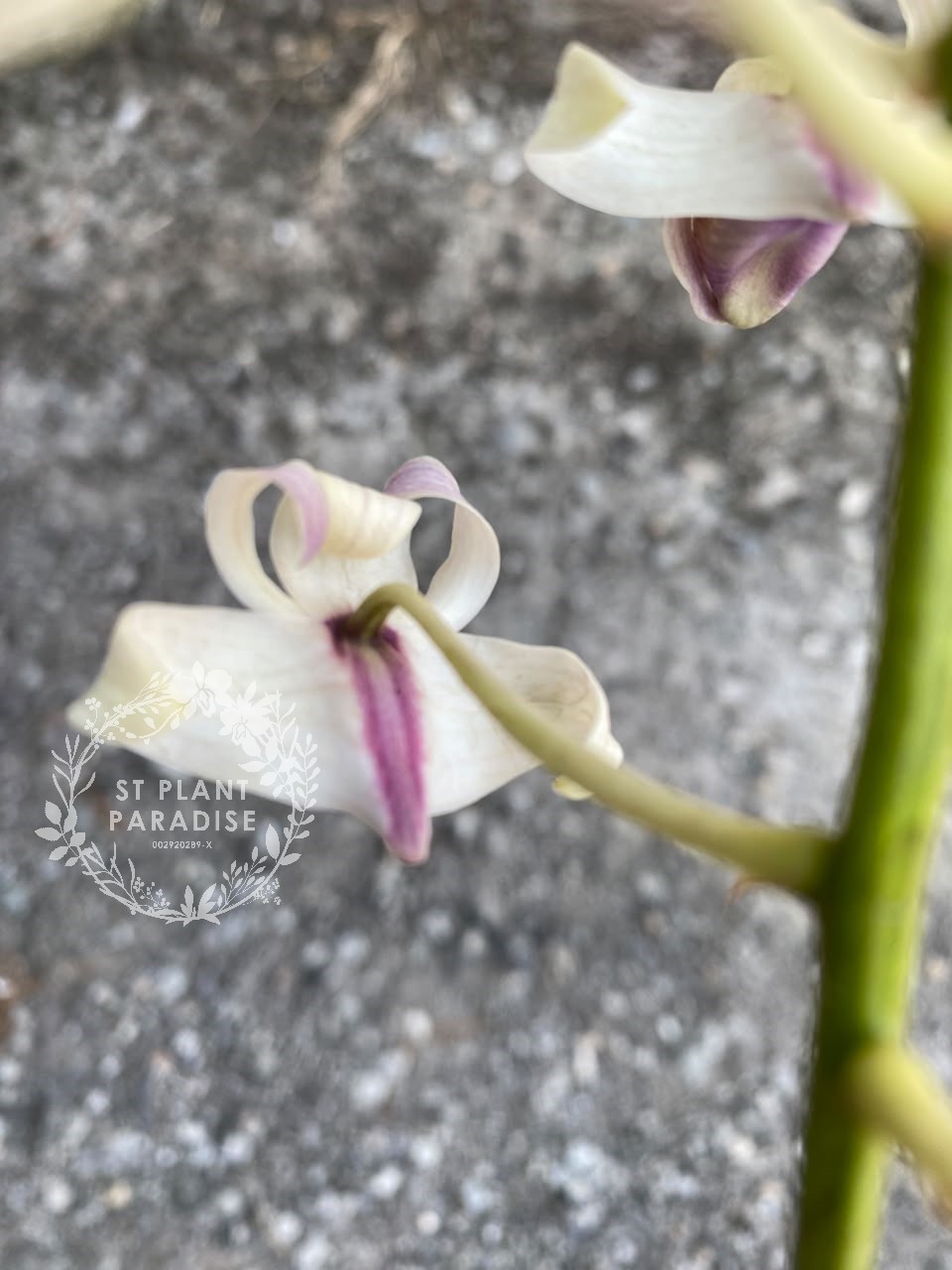 Orchid -Dendrobium curly species- Den nindii