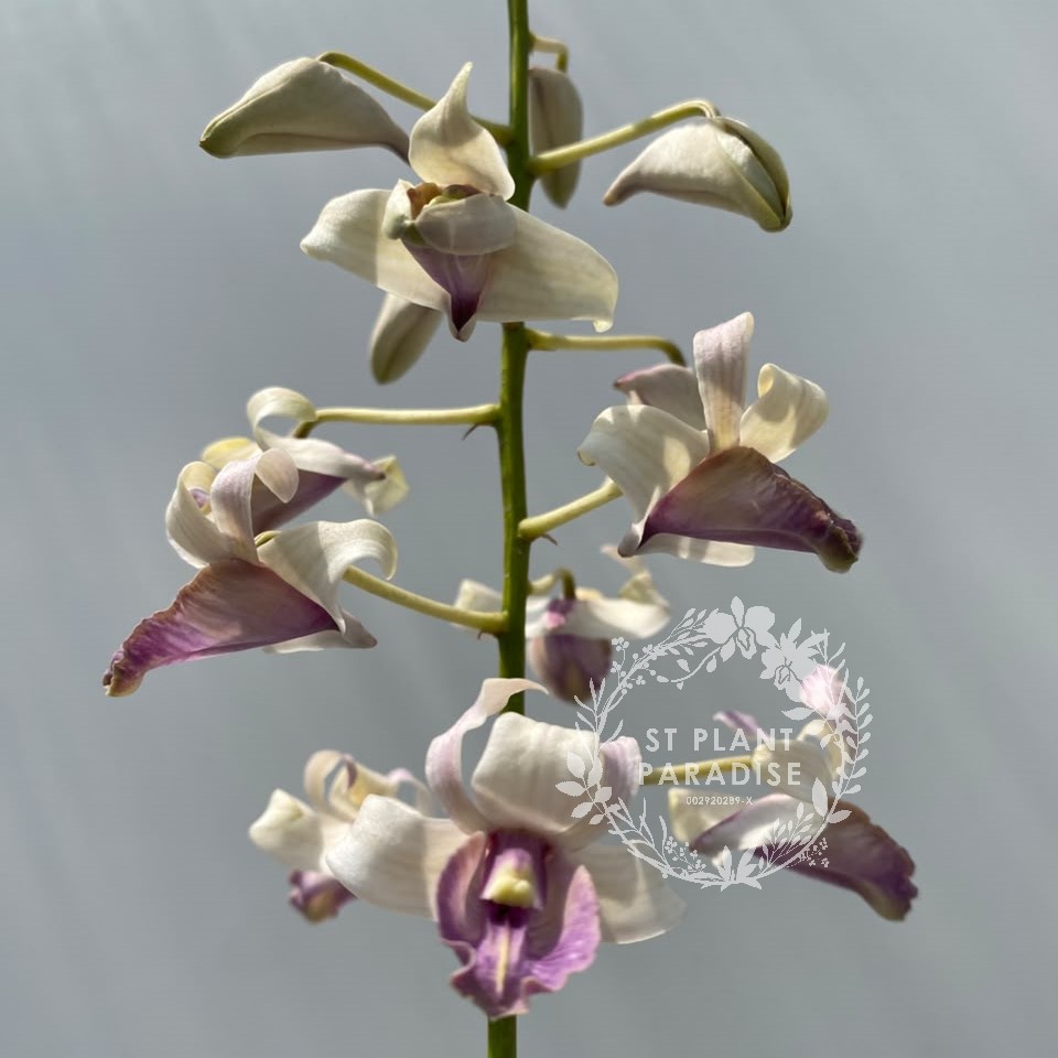 Orchid -Dendrobium curly species- Den nindii