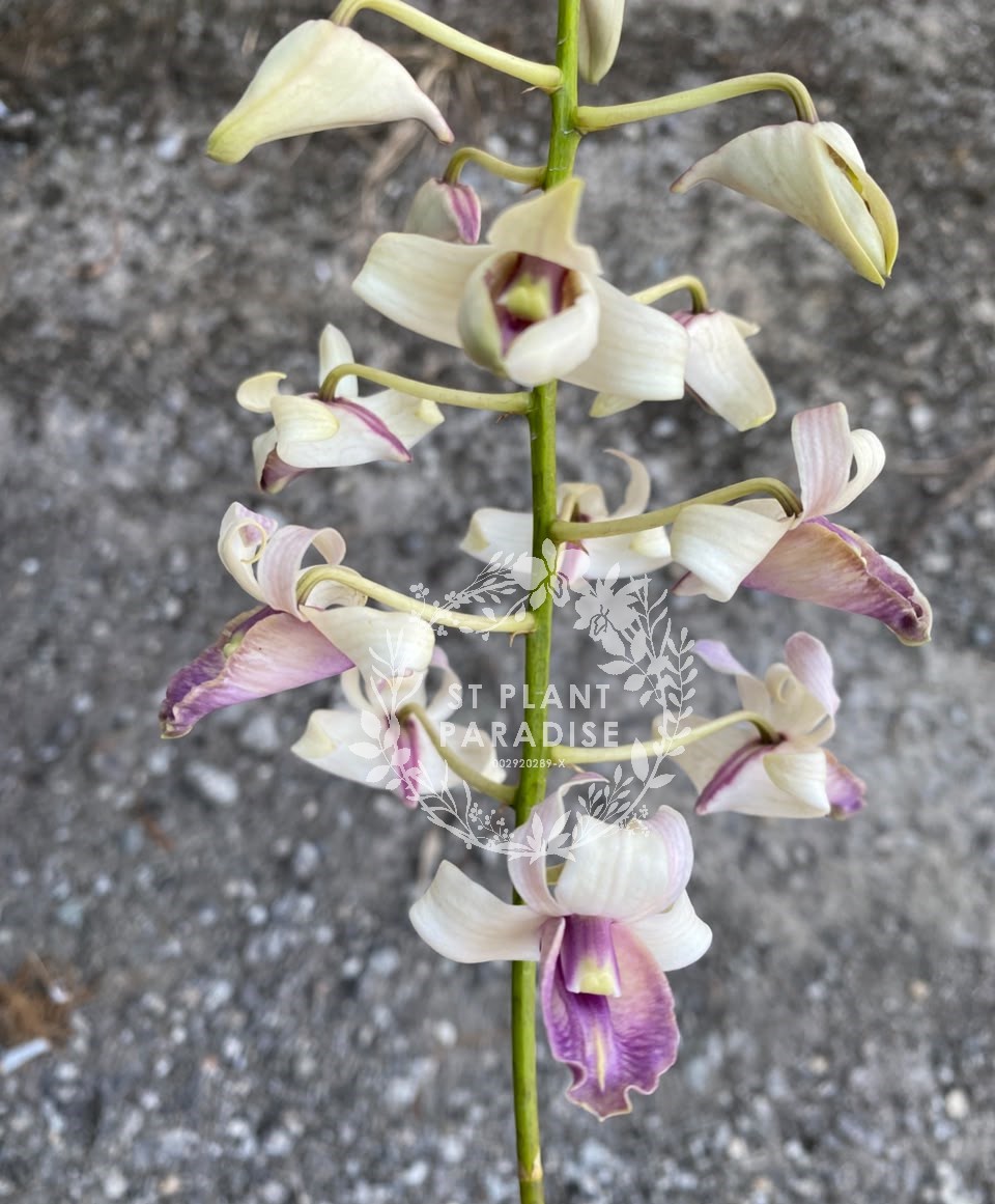 Orchid -Dendrobium curly species- Den nindii
