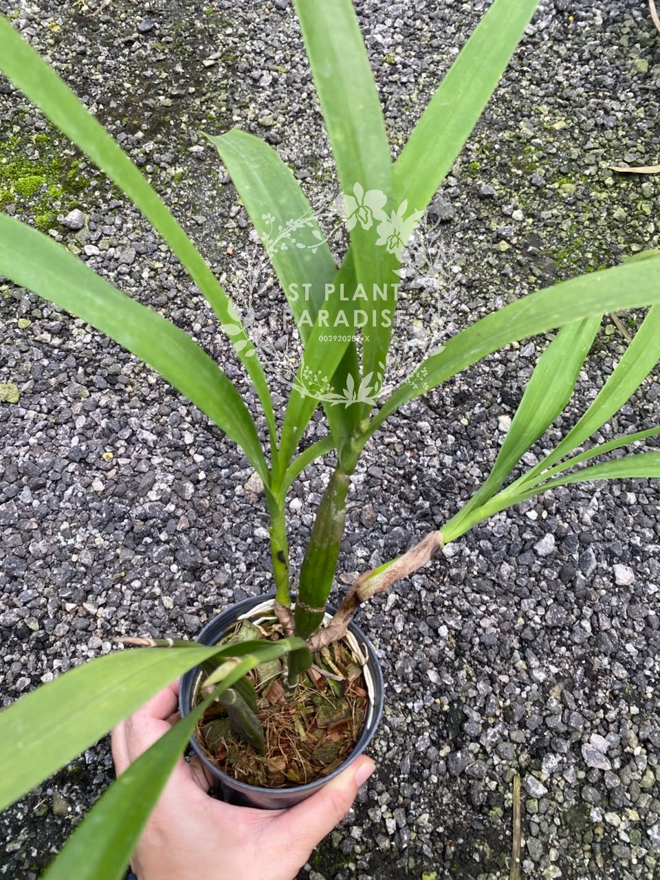 Orchid - Prosthechea radiata (aka Encyclia radiata )