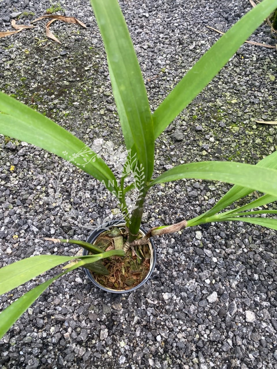 Orchid - Prosthechea radiata (aka Encyclia radiata )