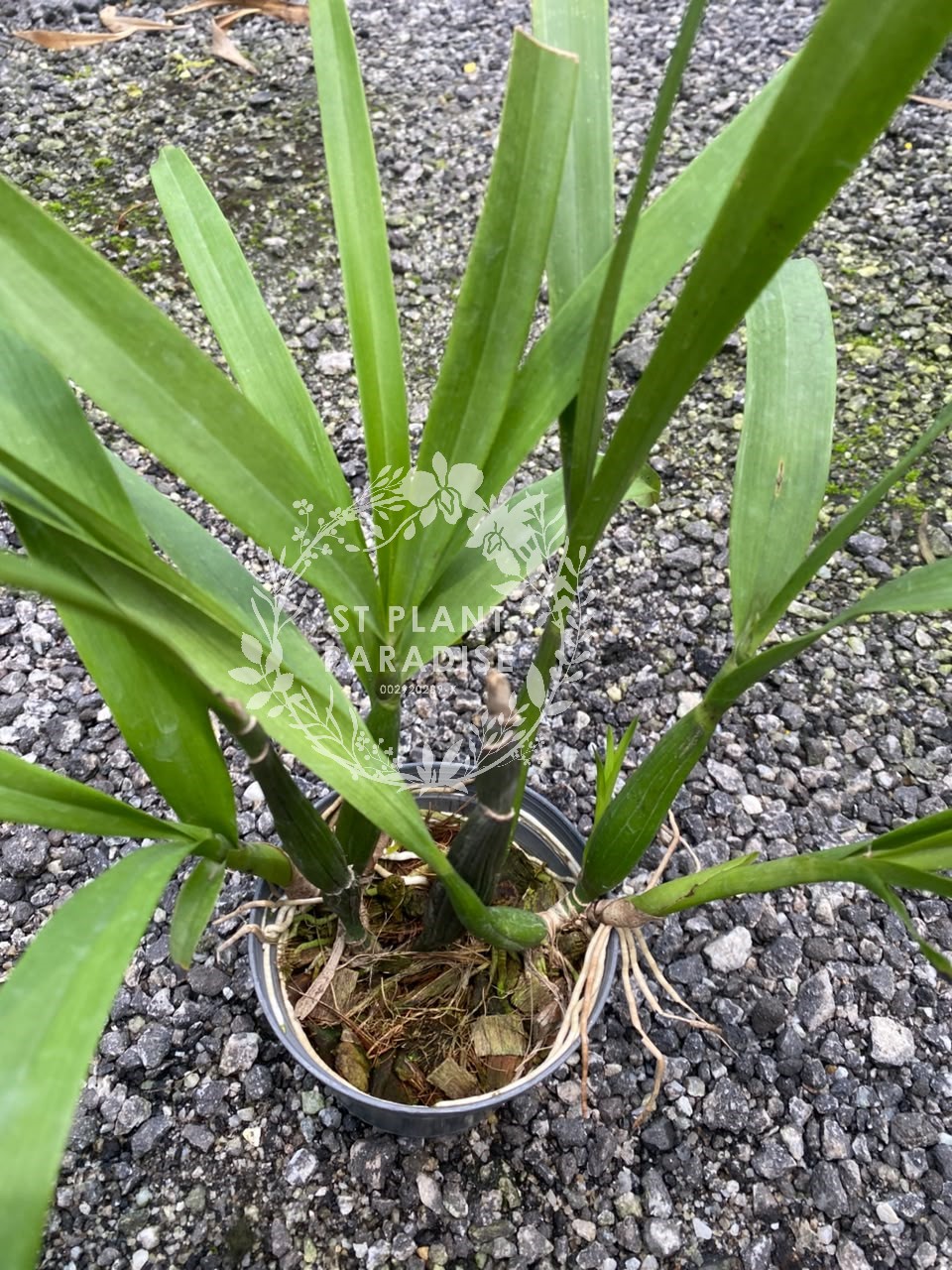 Orchid - Prosthechea radiata (aka Encyclia radiata )