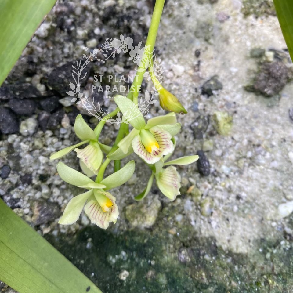 Orchid - Prosthechea radiata (aka Encyclia radiata )