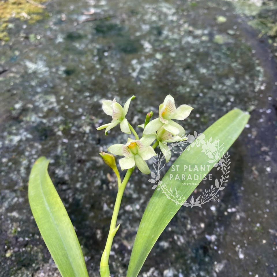 Orchid - Prosthechea radiata (aka Encyclia radiata )