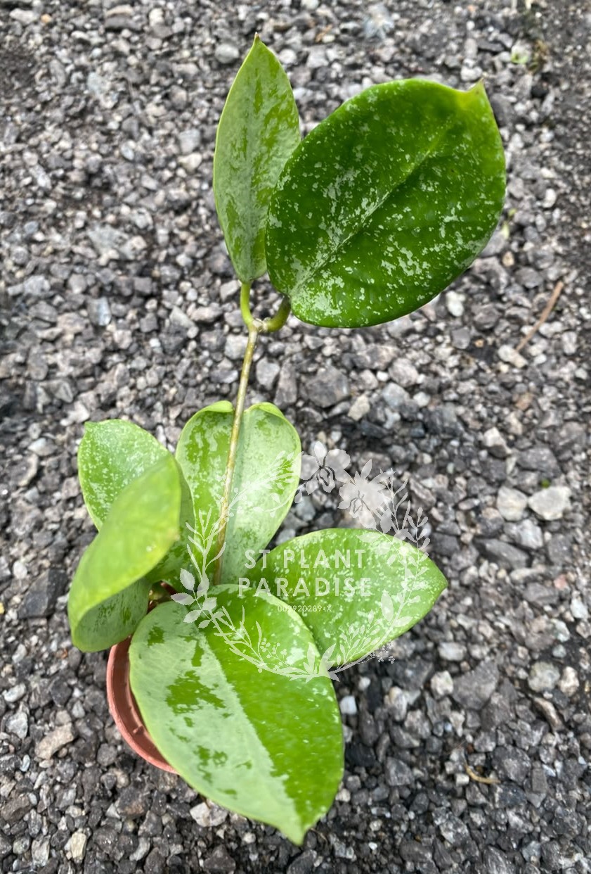Hoya nervosa 'Jokul'