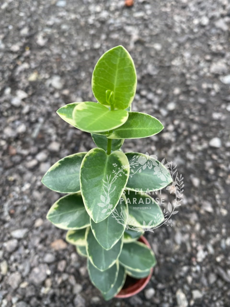 Hoya cummingiana albo