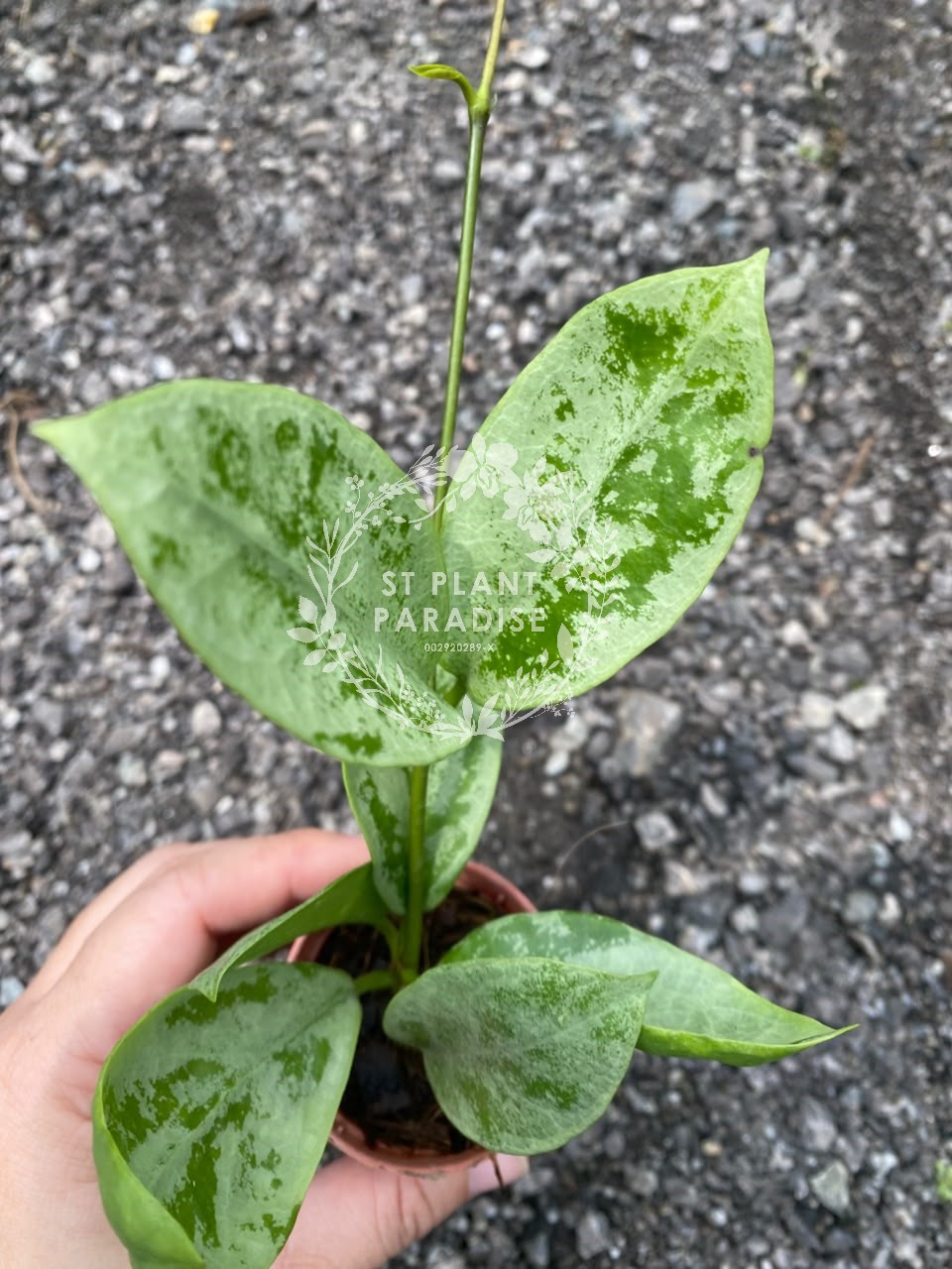 Hoya nervosa 'Jokul'