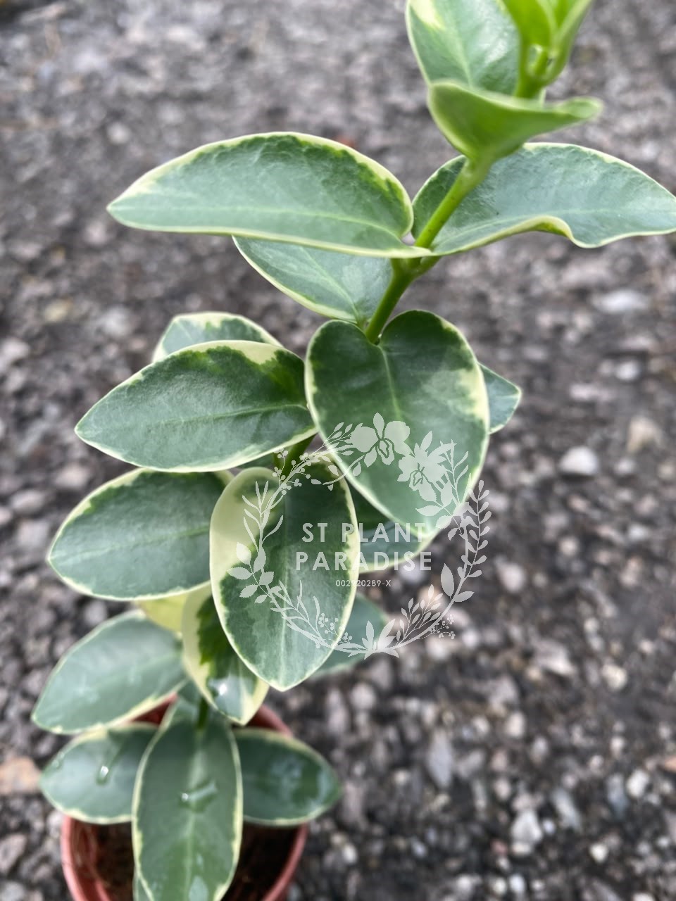 Hoya cummingiana albo