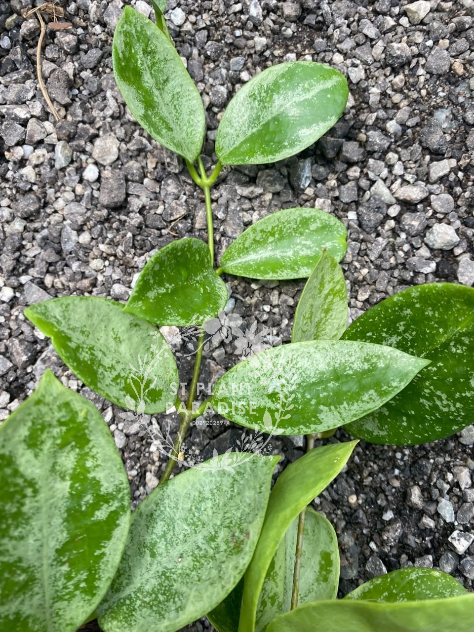 Hoya nervosa 'Jokul'