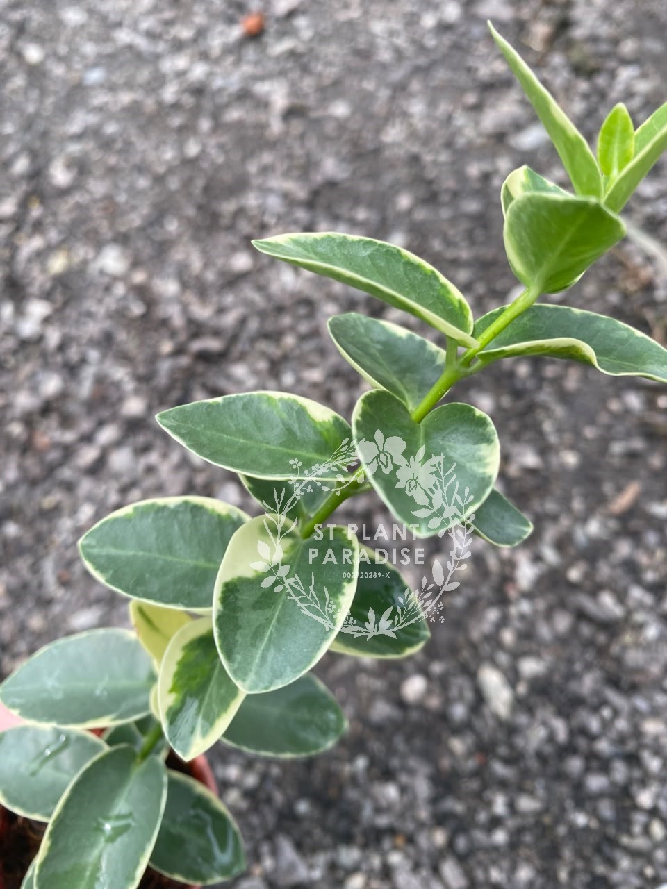 Hoya cummingiana albo
