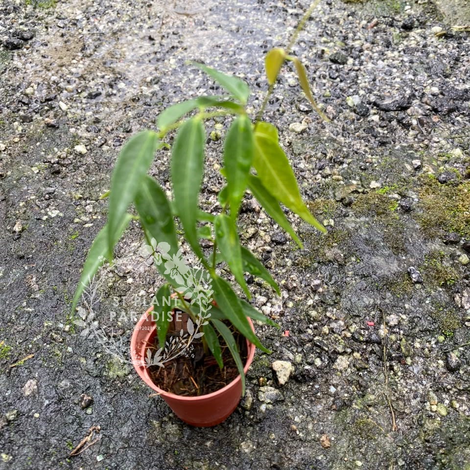 Hoya leucantha