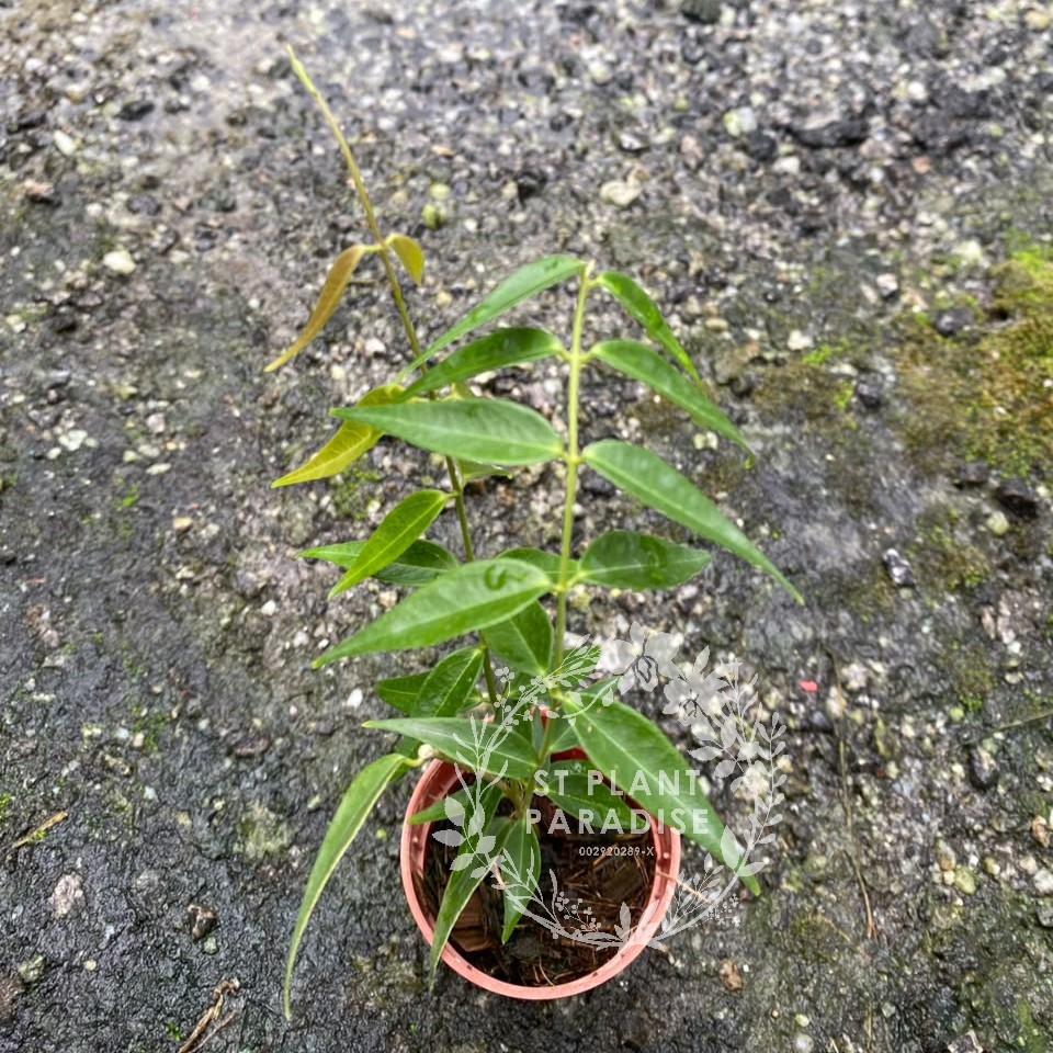 Hoya leucantha