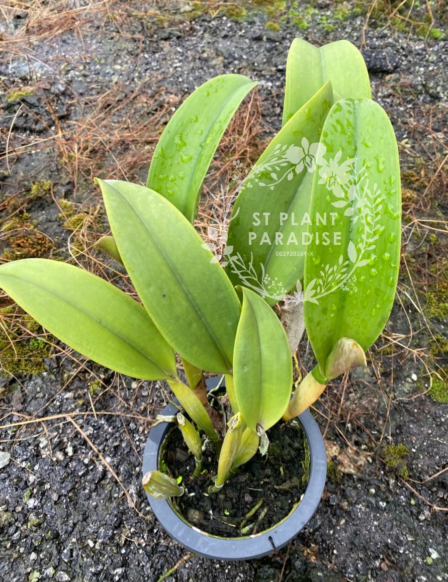 Orchid - Cattleya Rlc. Chia Lin 'New City