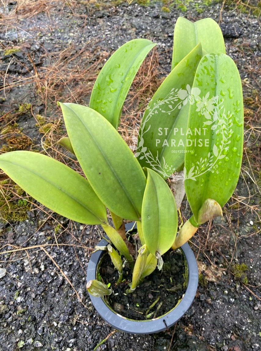 Orchid - Cattleya Rlc. Chia Lin 'New City