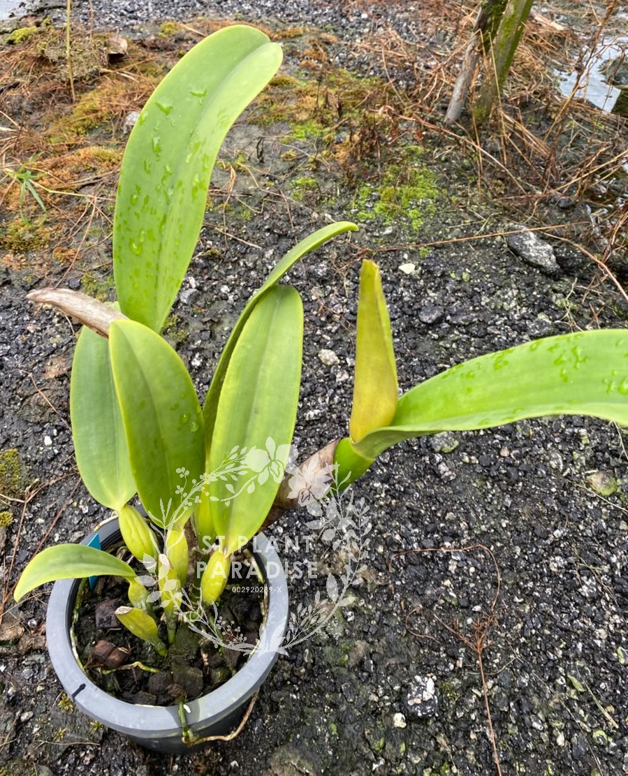 Orchid - Cattleya Rlc. Chia Lin 'New City