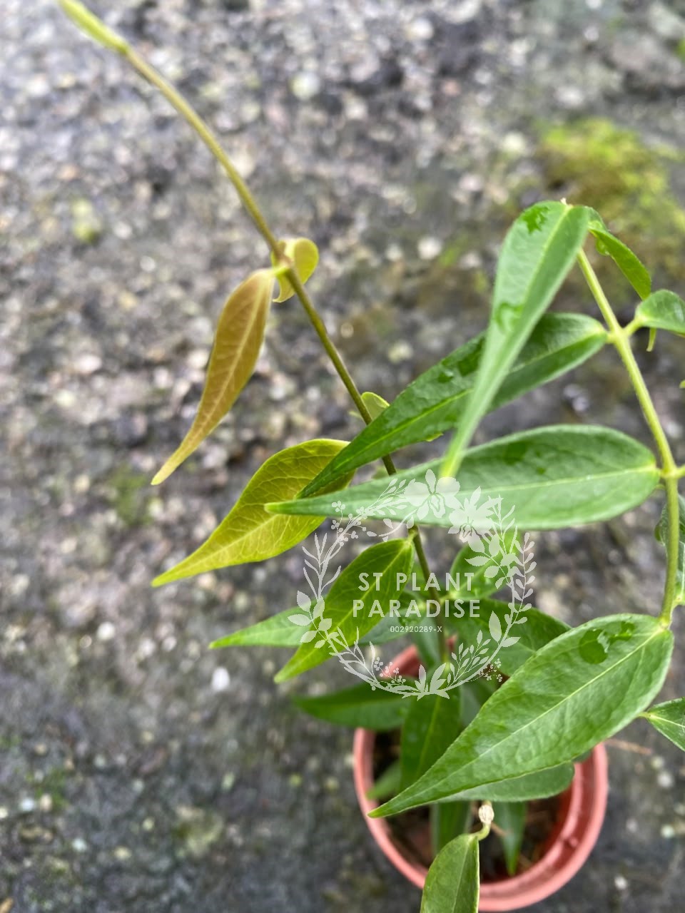 Hoya leucantha