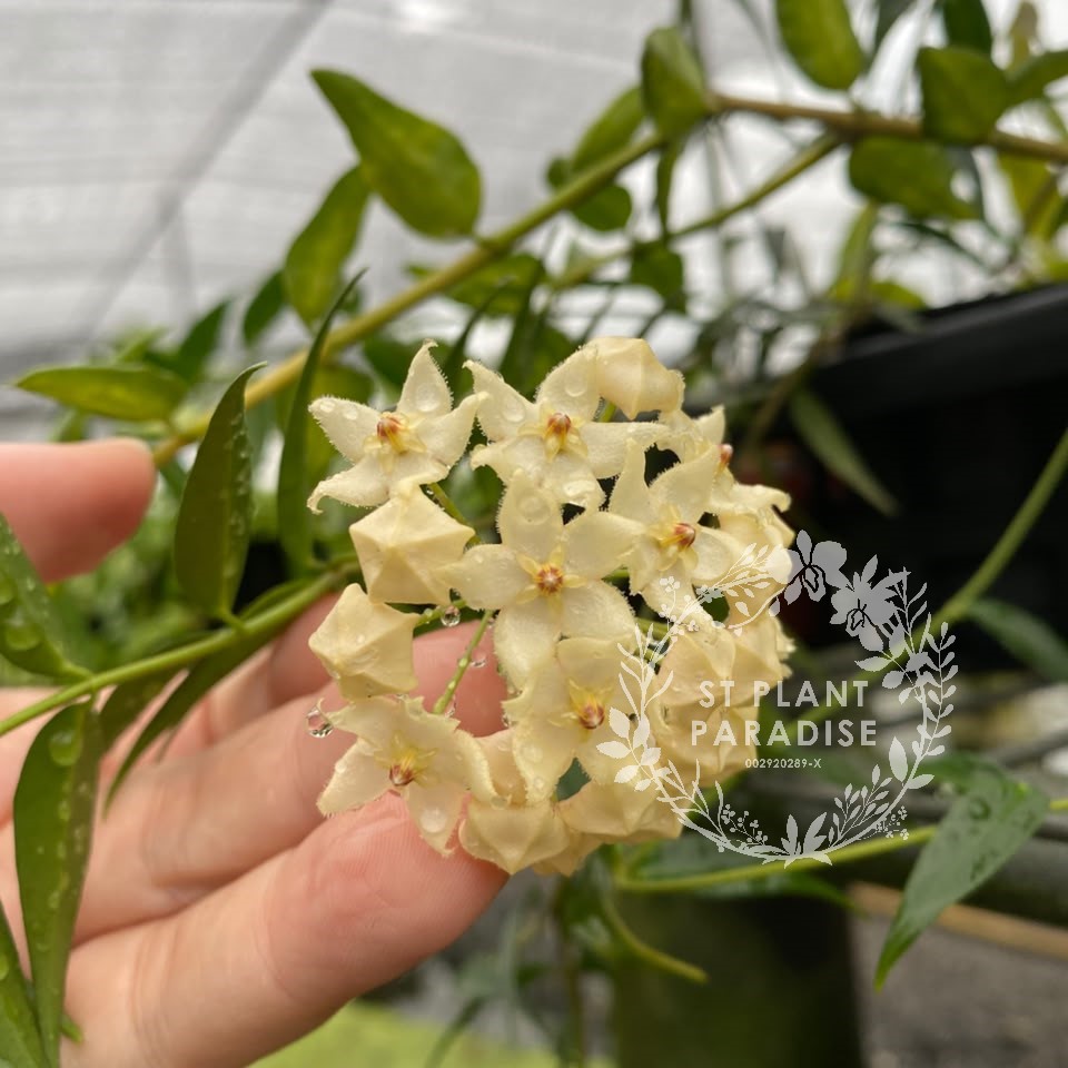 Hoya leucantha