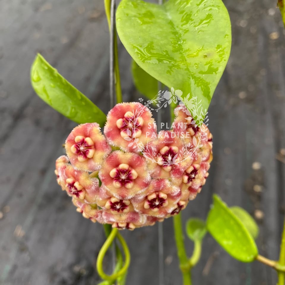 Hoya meliflua