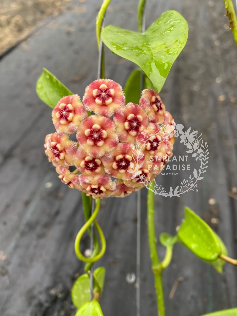 Hoya meliflua