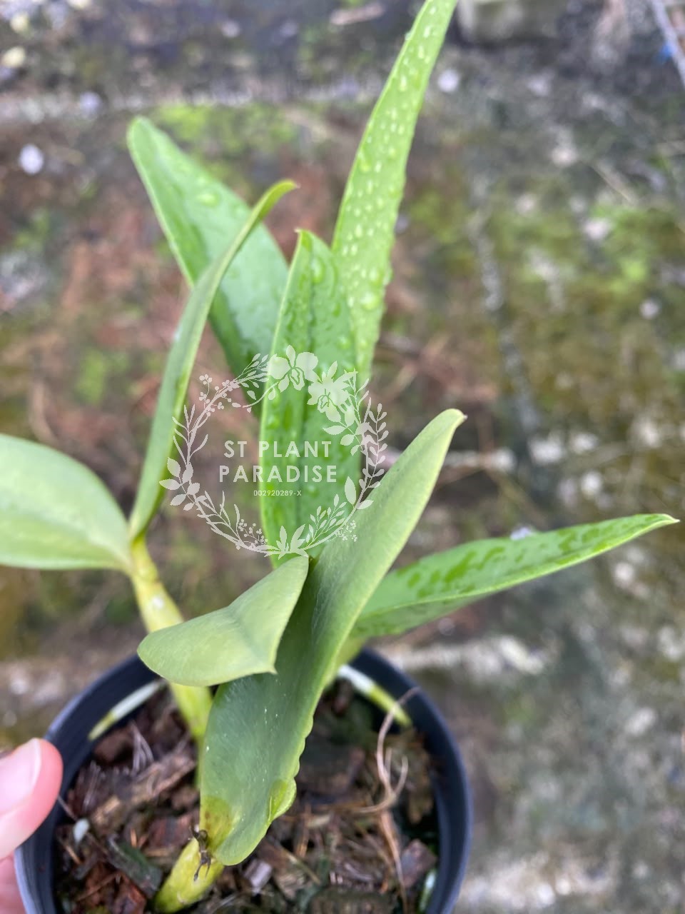 Orchid - Cattleya Cariad's Mini Quinee "Angel Kiss'