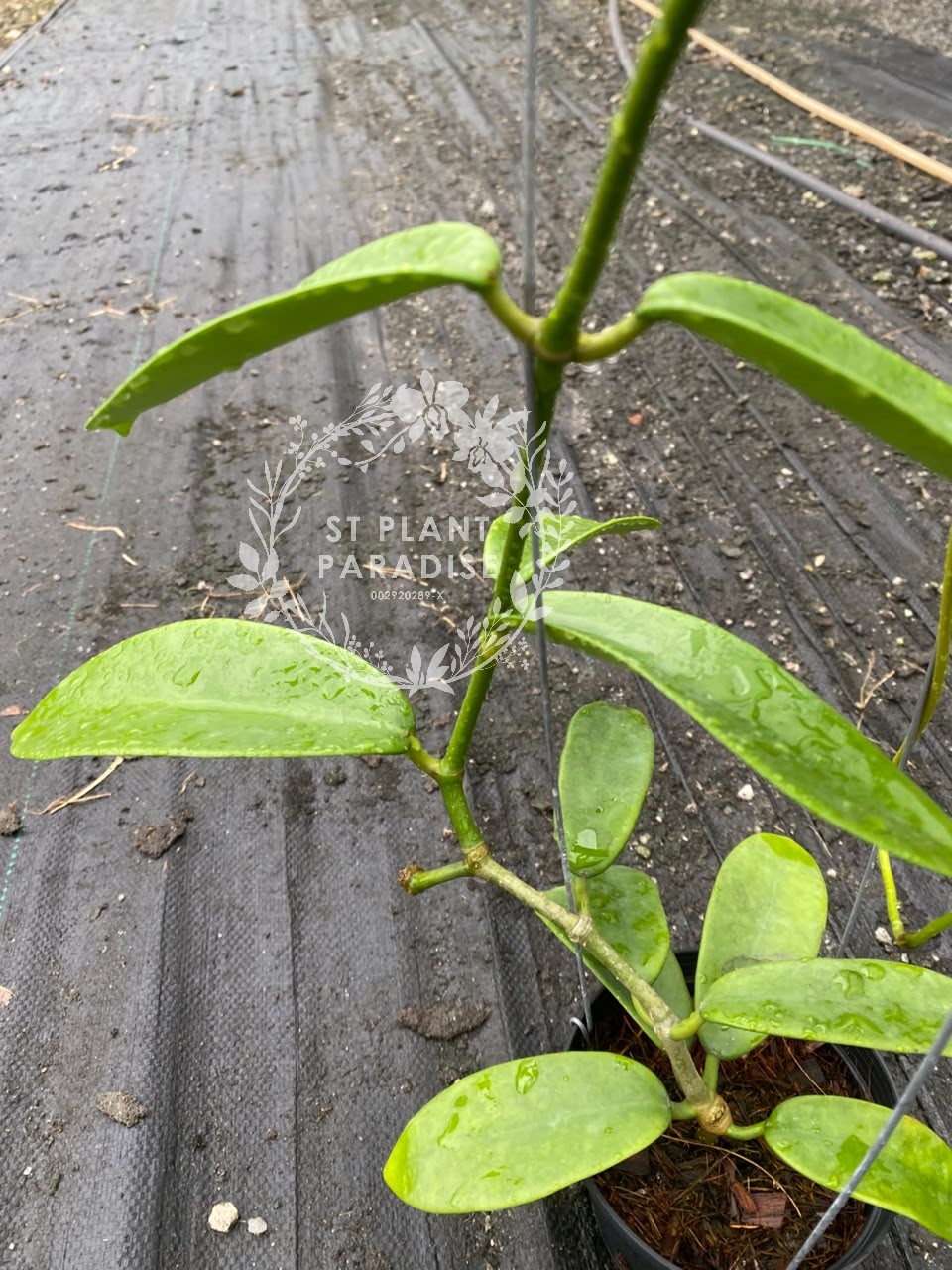 Hoya meliflua