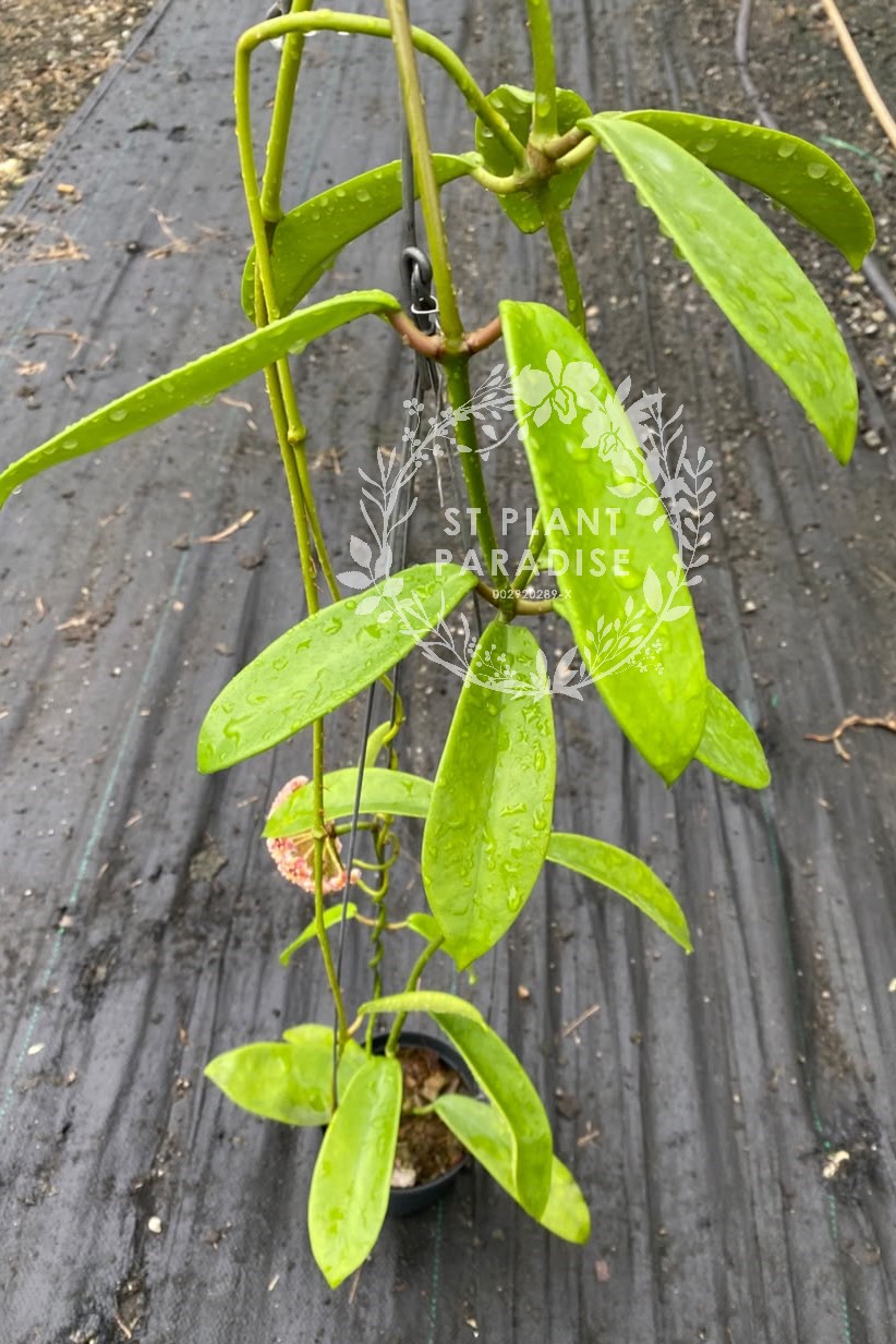 Hoya meliflua