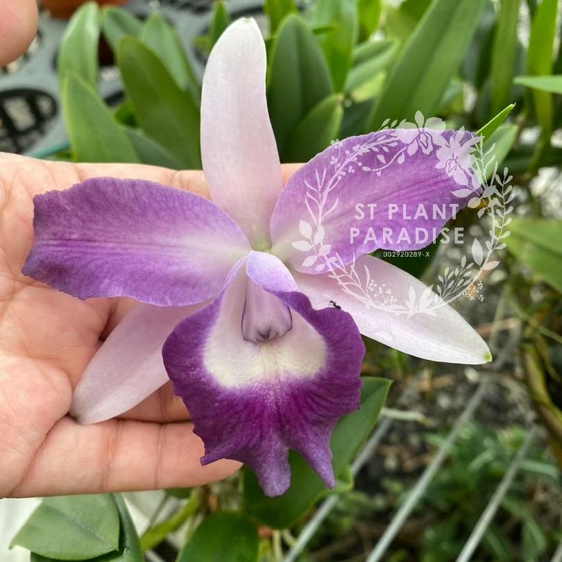 Orchid - Cattleya Cariad's Mini Quinee "Angel Kiss'