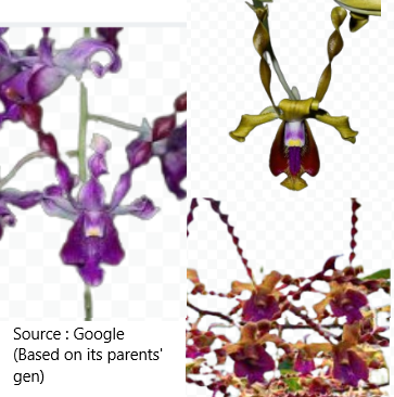 Orchid -Dendrobium curly - Den. Broga Twist